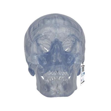 Classic- Skull, transparent - w/ 3B Smart Anatomy -  3B SCIENTIFIC, 1020164